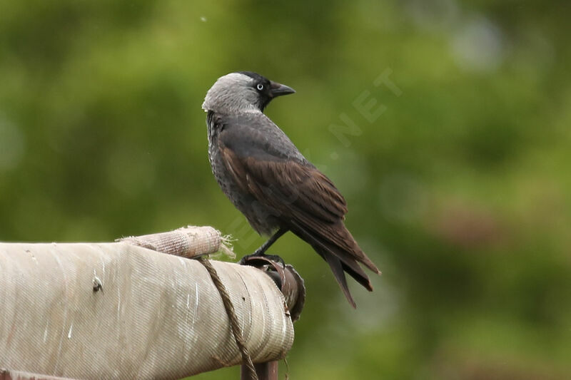 Western Jackdaw