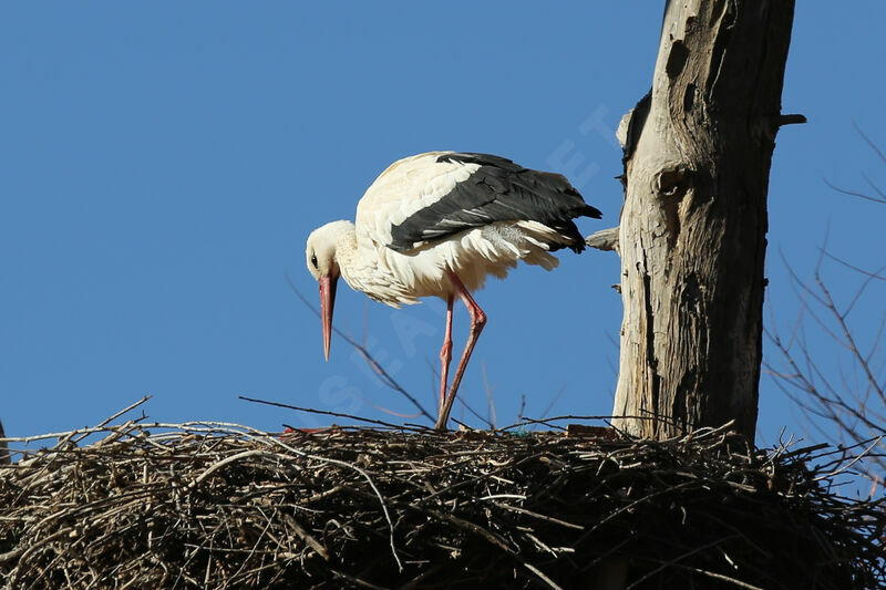 White Stork