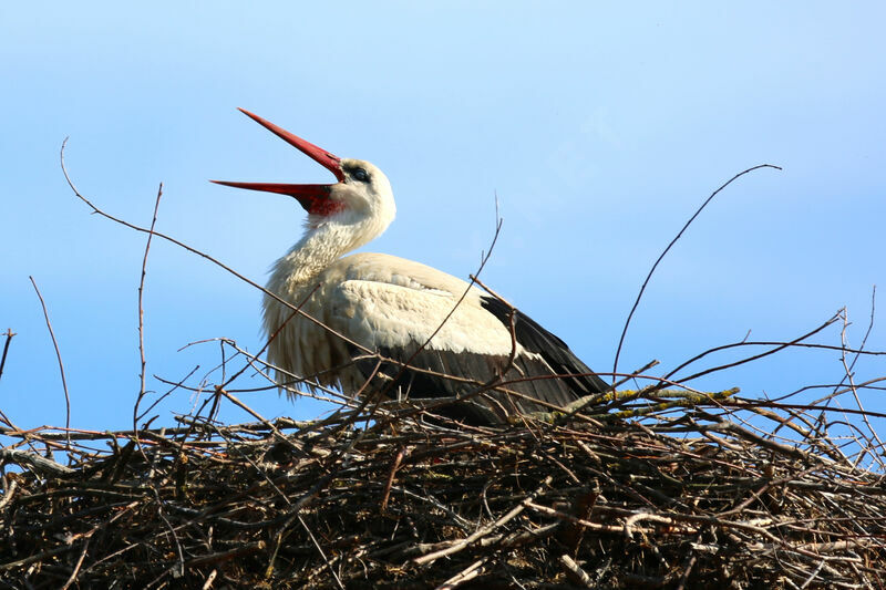 White Stork