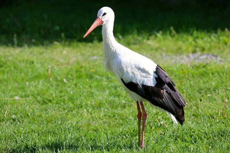 White Stork