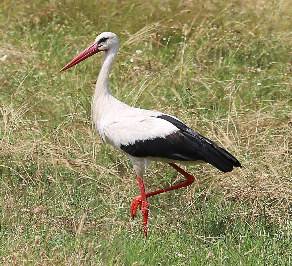 White Stork