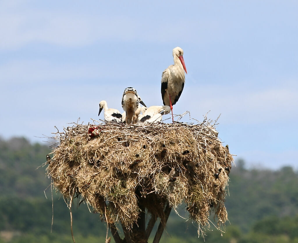 White Stork