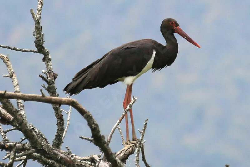 Cigogne noire