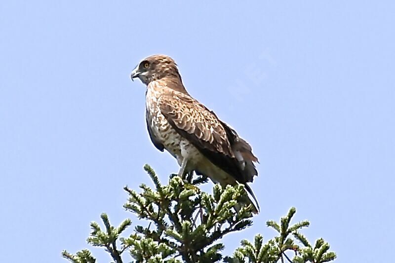 Short-toed Snake Eagle