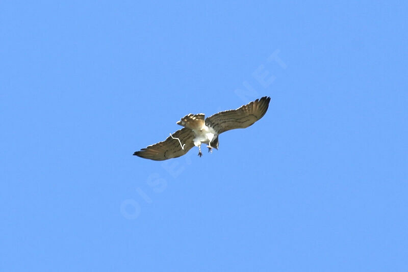 Short-toed Snake Eagle