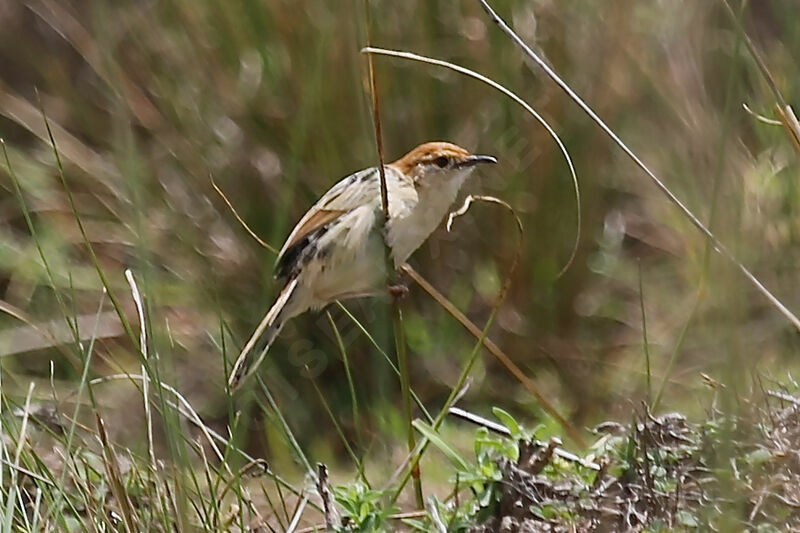 Levaillant's Cisticola