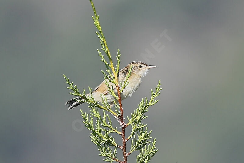 Zitting Cisticola