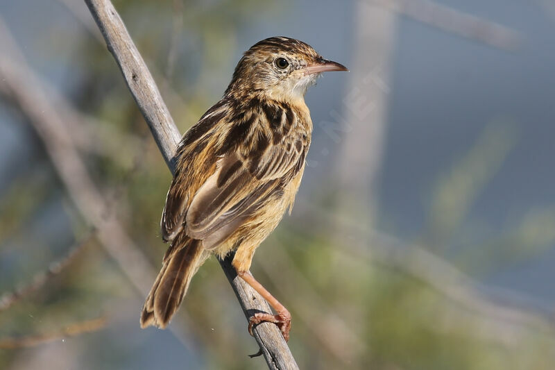 Zitting Cisticola