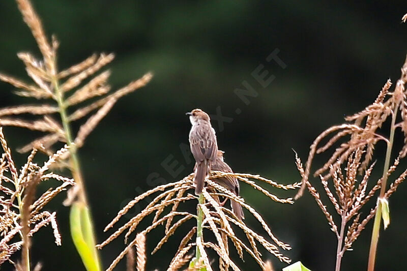 Rattling Cisticola