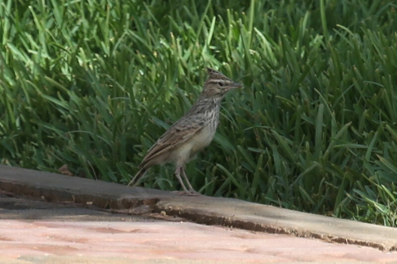 Maghreb Lark