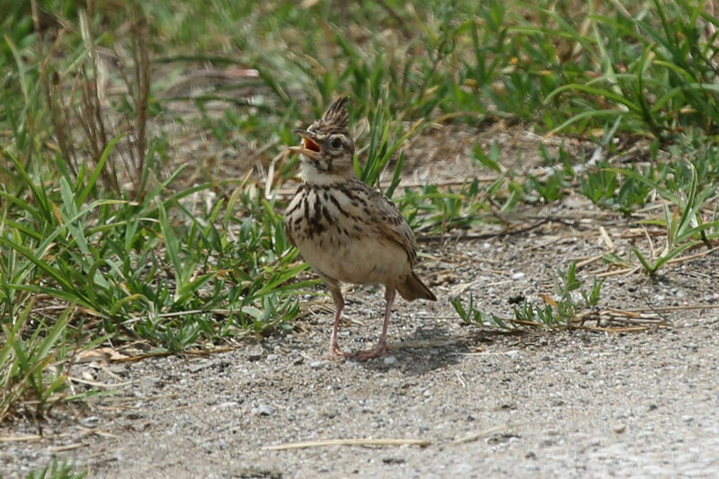 Crested Lark