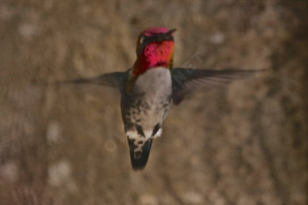 Colibri d'Elena