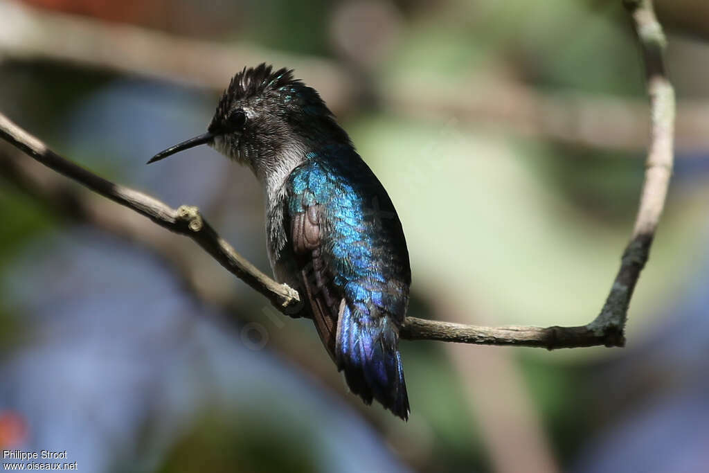 Colibri d'Elena