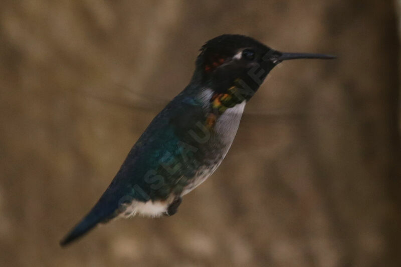 Bee Hummingbird