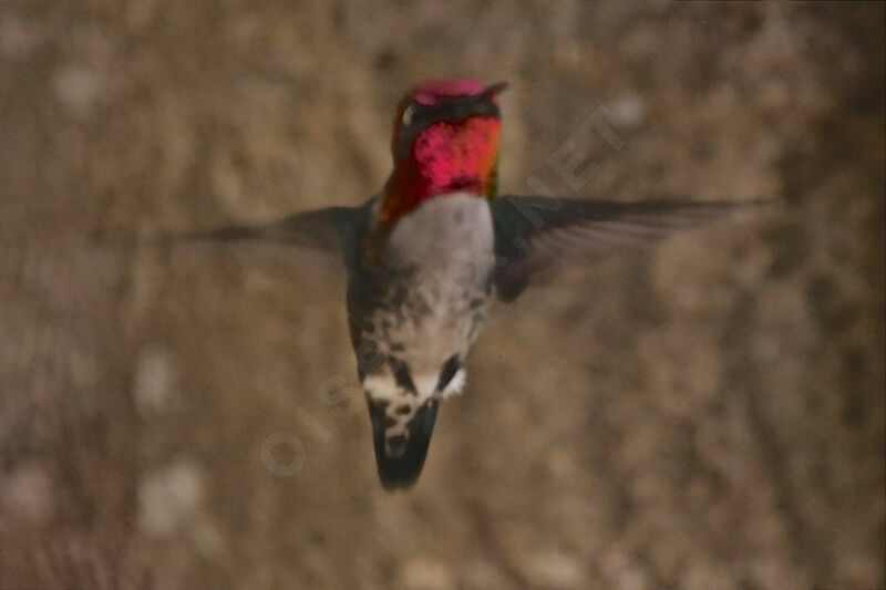 Bee Hummingbird