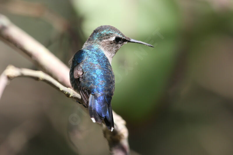 Bee Hummingbird