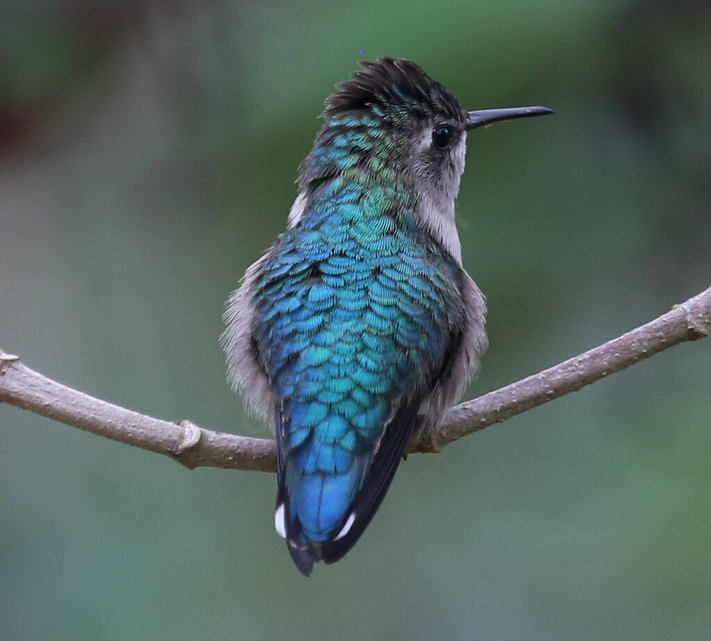 Colibri d'Helen - Colibri d'Elena<br />