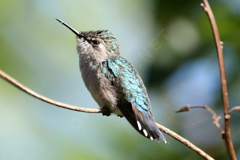 Bee Hummingbird