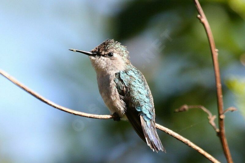 Colibri d'Helen