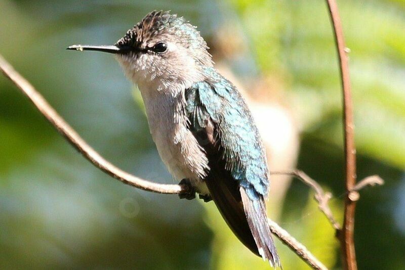 Colibri d'Helen