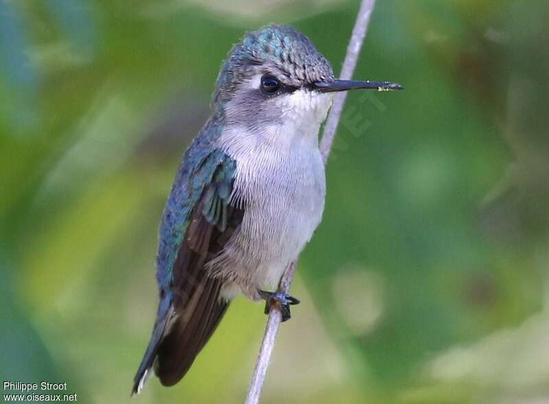 Colibri d'Helenadulte