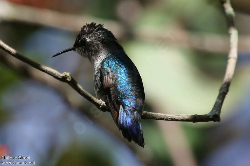 Colibri d'Helenadulte