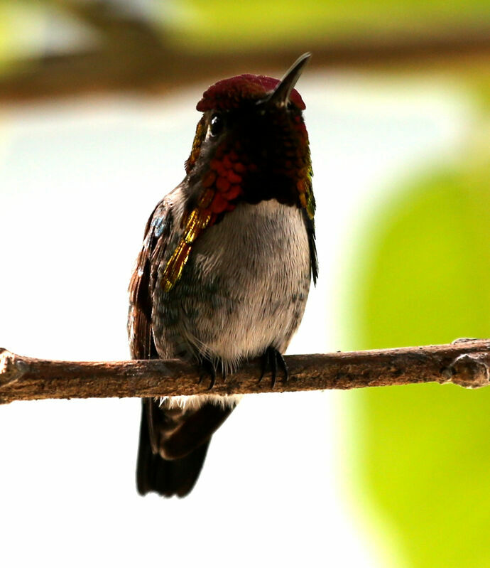 Bee Hummingbird