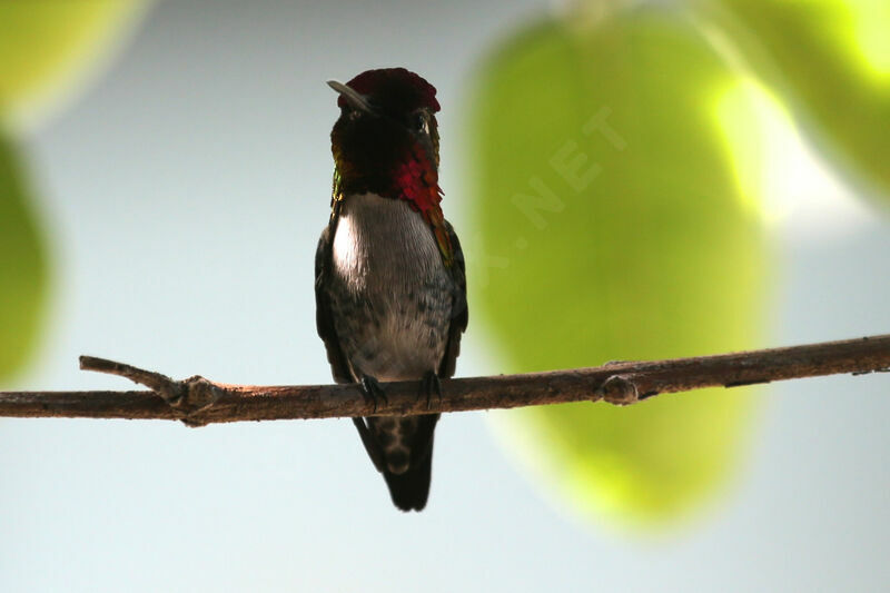 Bee Hummingbird