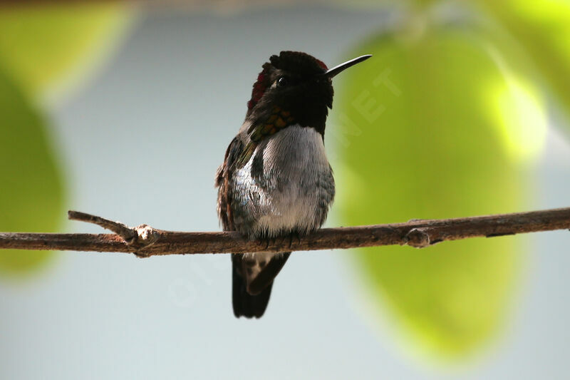 Bee Hummingbird