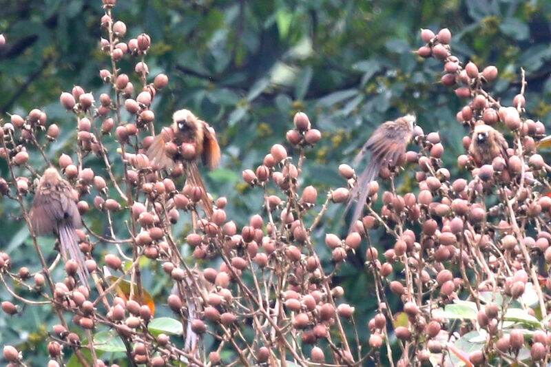 Speckled Mousebird