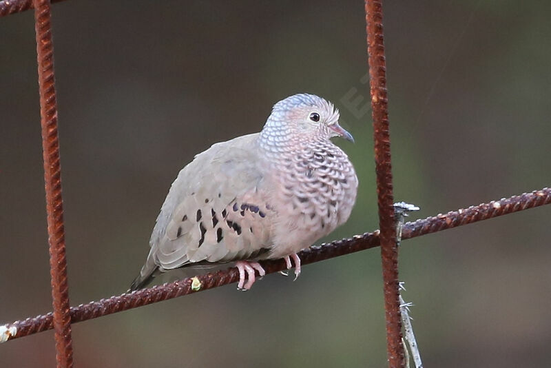 Common Ground Dove