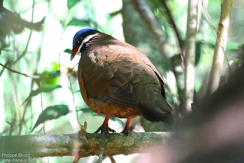 Colombe à tête bleue