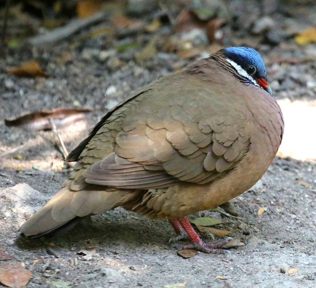 Colombe à tête bleue