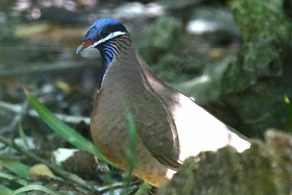Colombe à tête bleue