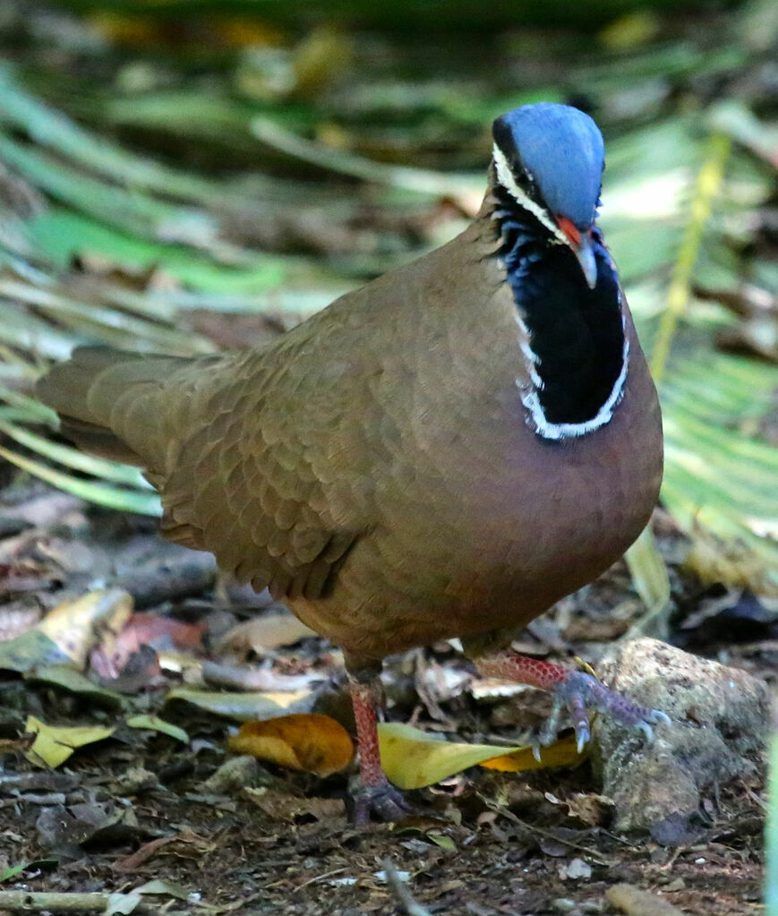 Colombe à tête bleue