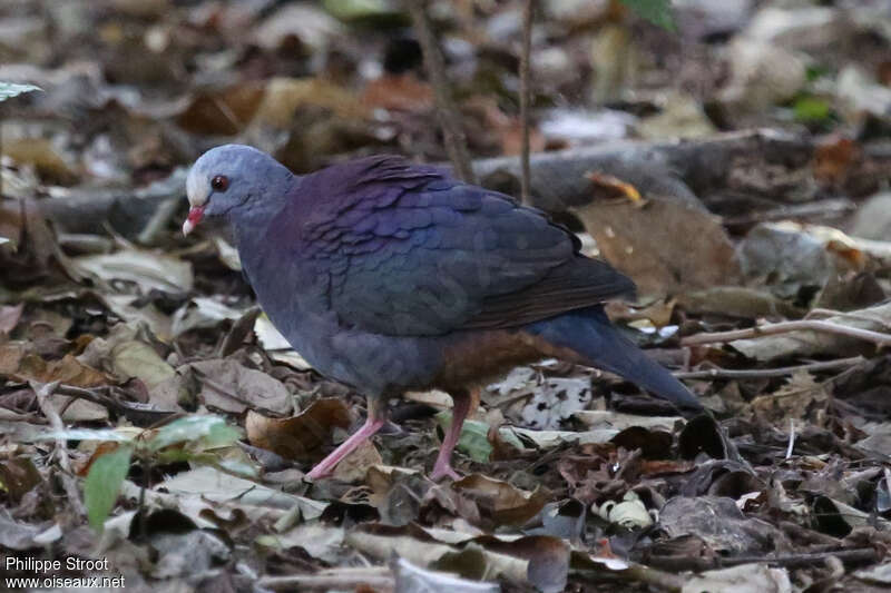 Grey-fronted Quail-Doveadult, identification