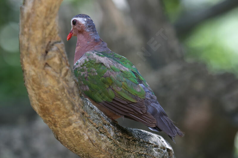 Common Emerald Dove