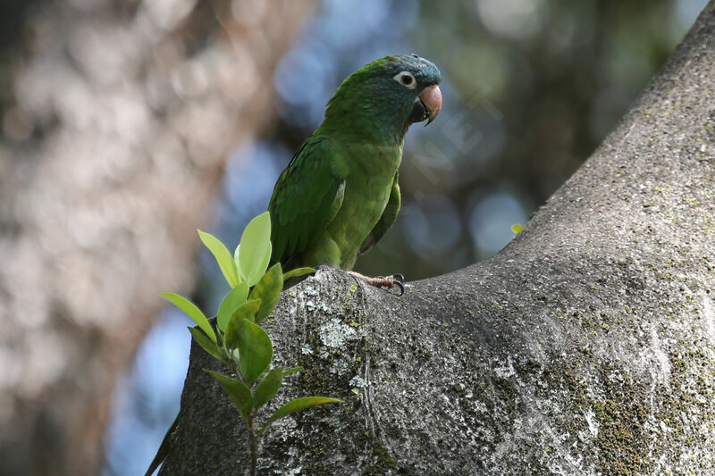 Conure à tête bleue