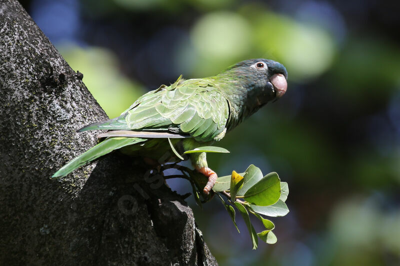 Conure à tête bleue