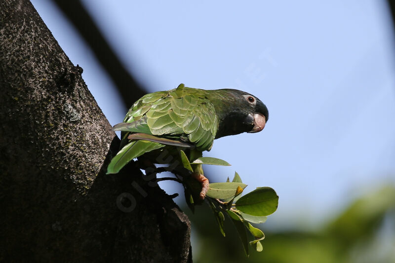 Conure à tête bleue