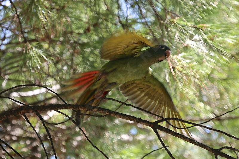 Blue-crowned Parakeet