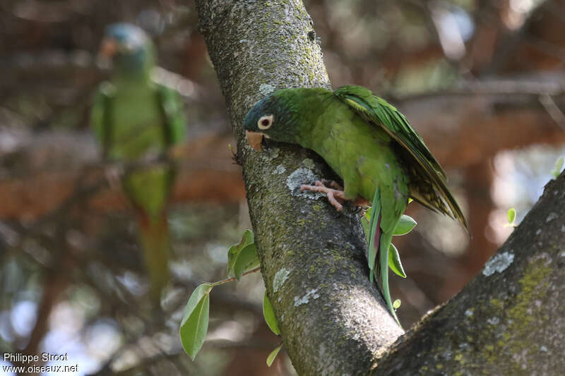 Blue-crowned Parakeet, identification