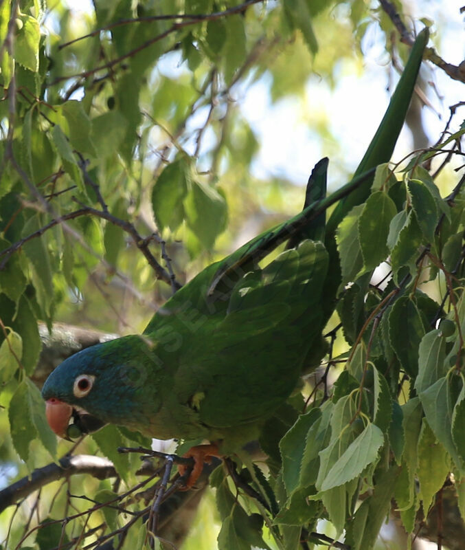 Blue-crowned Parakeet