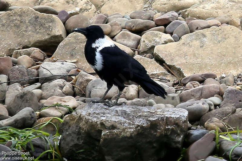 Collared Crow