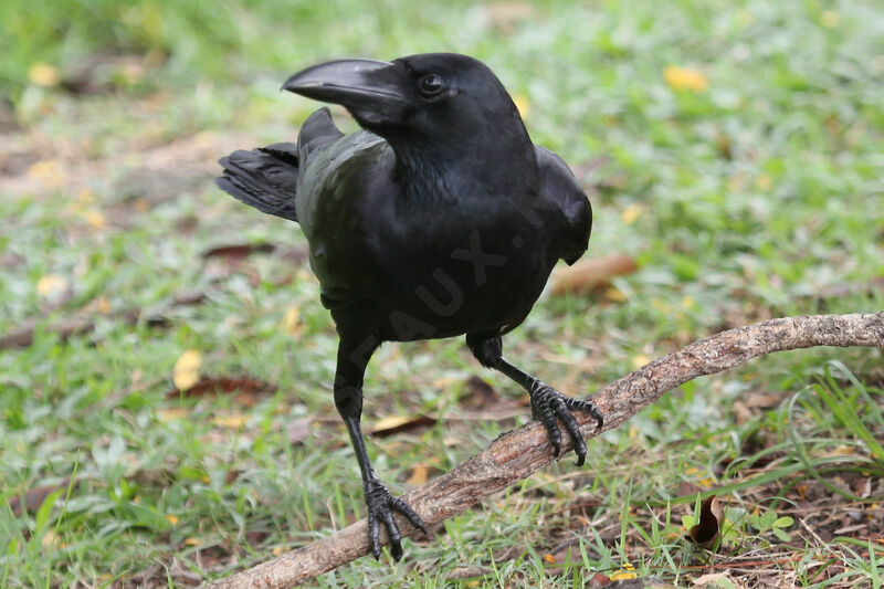 Corbeau à gros bec