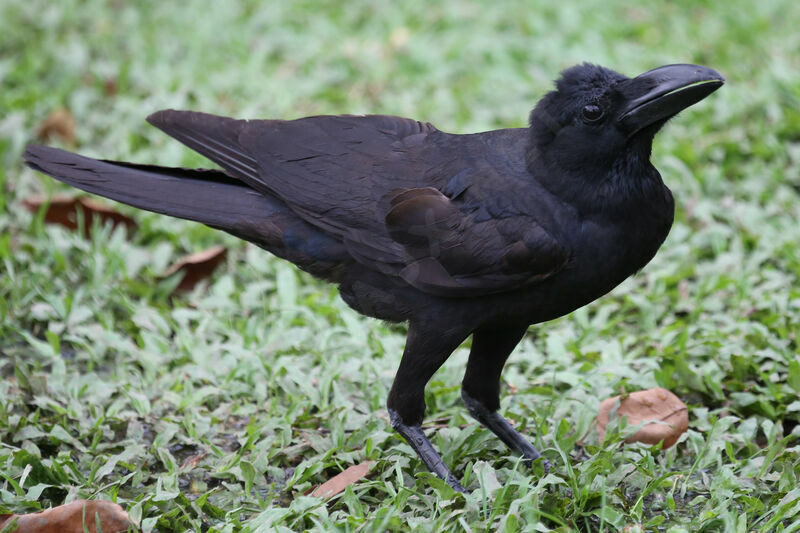 Corbeau à gros bec