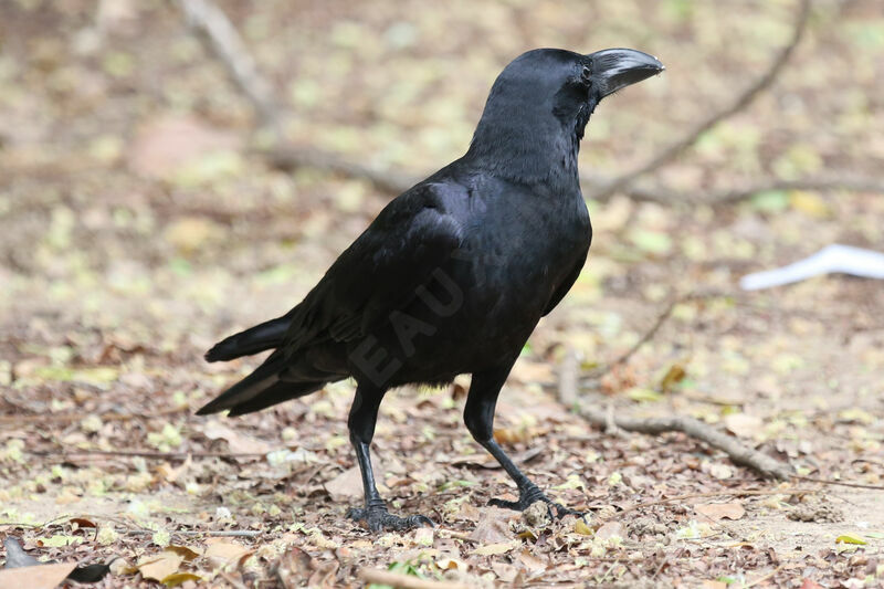 Corbeau à gros bec