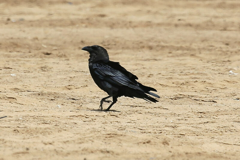 Brown-necked Raven