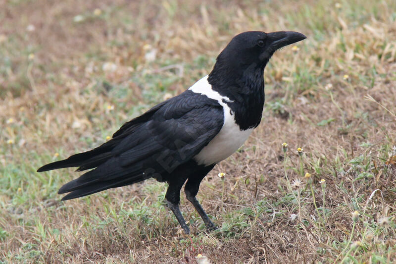 Corbeau pie