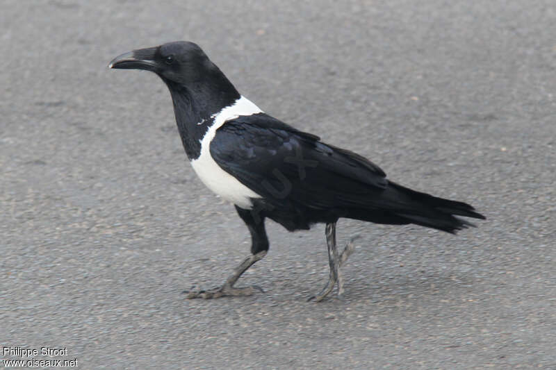 Pied Crowadult, identification